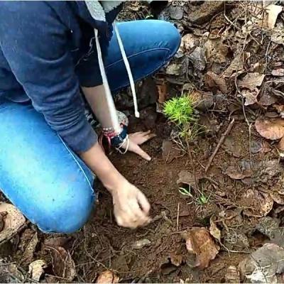 Plantando Arboles 2